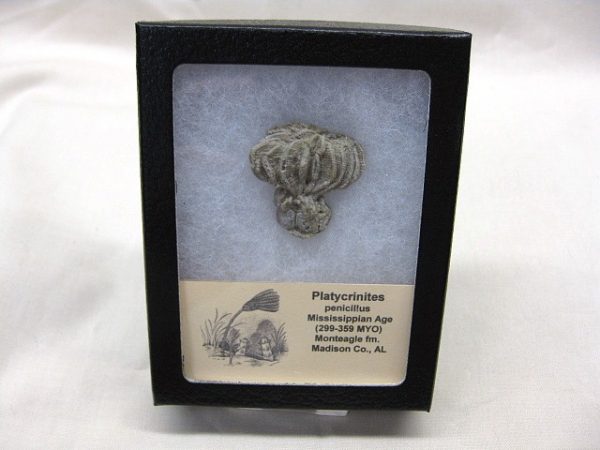 Alabama Platycrinites Crinoid #7