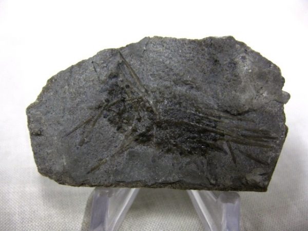 Genuine Mississippian Age Archaeocidaris Echinoid Fossils for Sale from Missouri #1