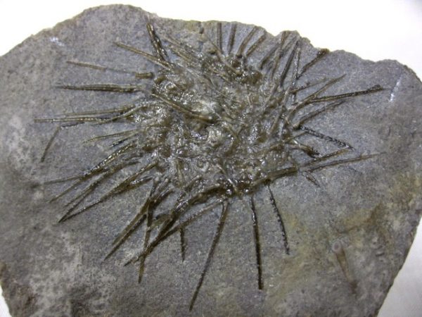 Genuine Mississippian Age Archaeocidaris Echinoid Fossils for Sale from Missouri #10a