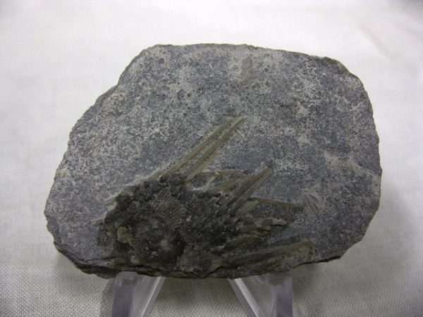 Genuine Mississippian Age Archaeocidaris Echinoid Fossils for Sale from Missouri #2