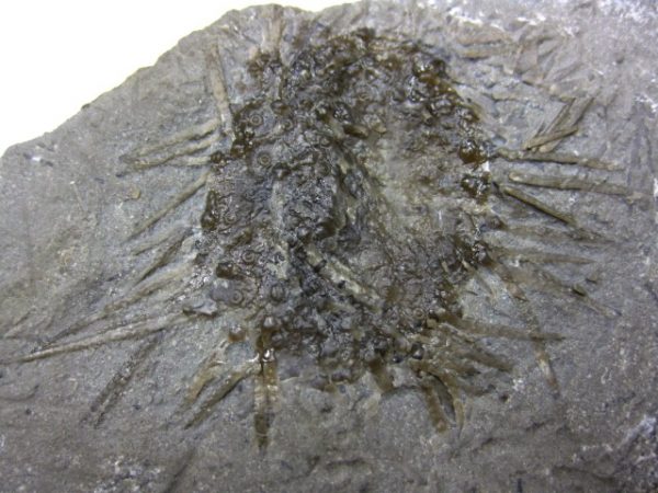 Genuine Mississippian Age Archaeocidaris Echinoid Fossils for Sale from Missouri #7a