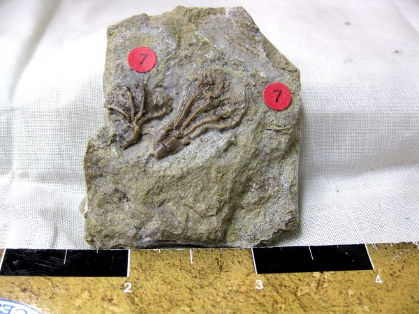 Gilmore City Crinoid #38