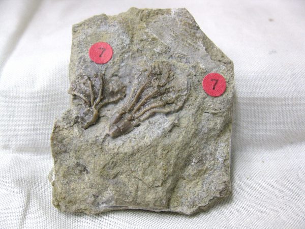 Gilmore City Crinoid #38 - Image 3