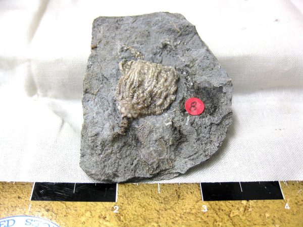 Gilmore City Crinoid #42