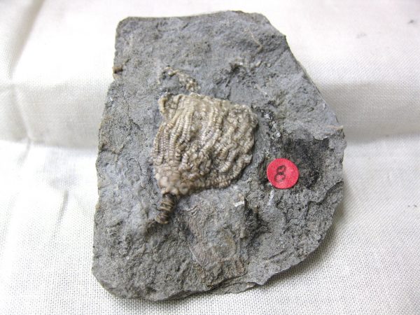 Gilmore City Crinoid #42 - Image 3