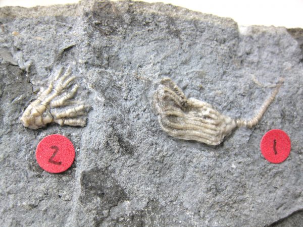 Gilmore City Crinoid #43 - Image 3