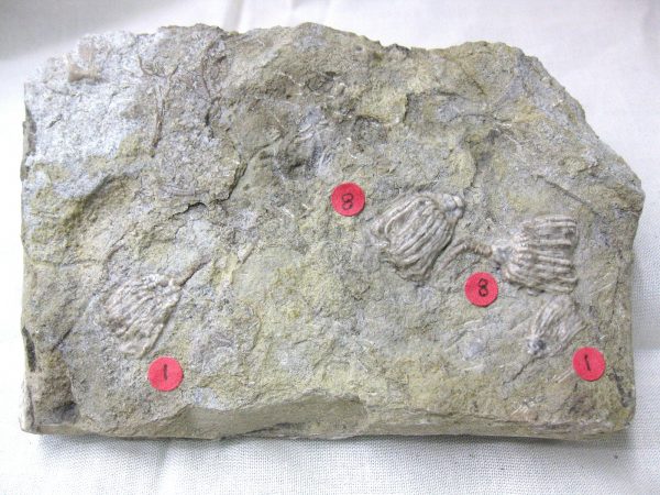 Gilmore City Crinoid #63 - Image 3