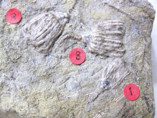 Gilmore City Crinoid #63 - Image 5