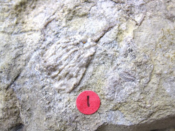 Gilmore City Crinoid #63 - Image 4