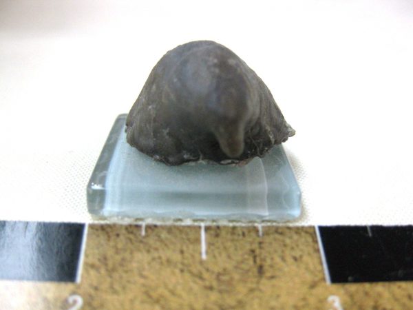 Indiana Platyceras Gastropod #2 - Image 2