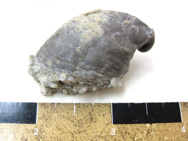 Indiana Platyceras Gastropod #5