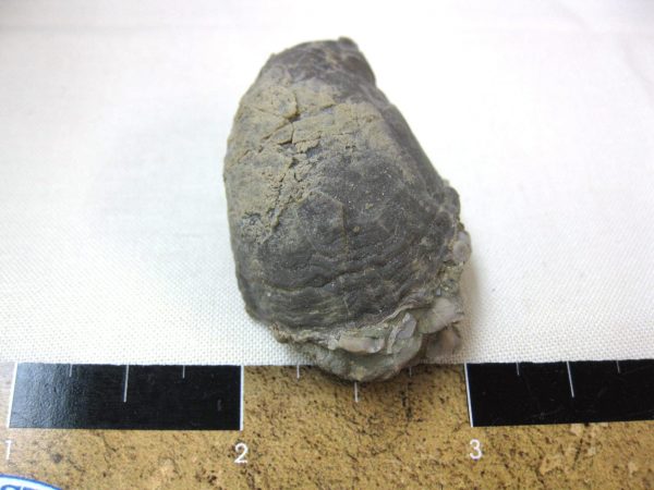 Indiana Platyceras Gastropod #5 - Image 3