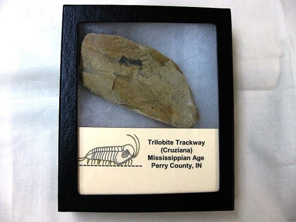 Genuine Mississippian Age Trilobite Trackway #7 For Sale From Indiana