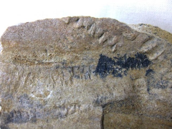 Genuine Mississippian Age Trilobite Trackway #7b For Sale From Indiana