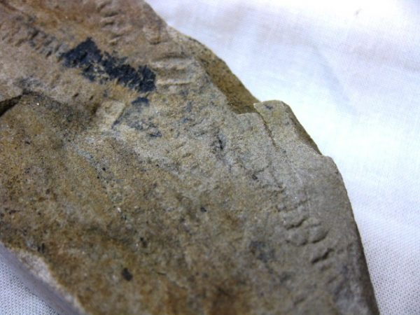 Genuine Mississippian Age Trilobite Trackway #7c For Sale From Indiana