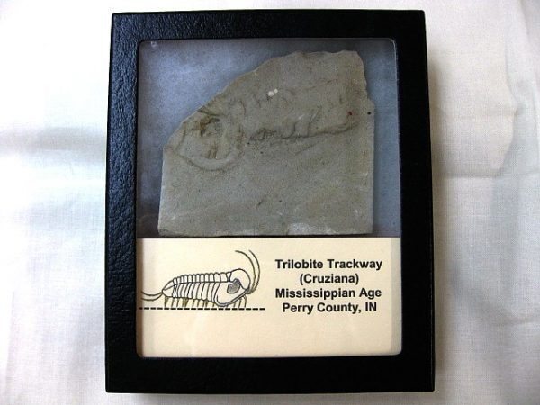 Genuine Mississippian Age Trilobite Trackway #8 For Sale From Indiana