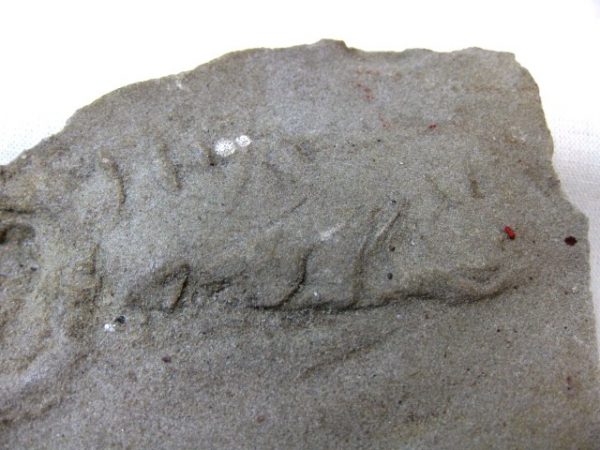 Genuine Mississippian Age Trilobite Trackway #8b For Sale From Indiana