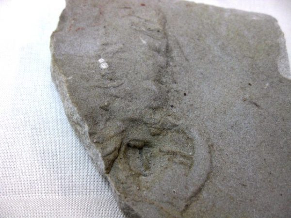 Genuine Mississippian Age Trilobite Trackway #8c For Sale From Indiana