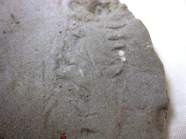 Genuine Mississippian Age Trilobite Trackway #8d For Sale From Indiana