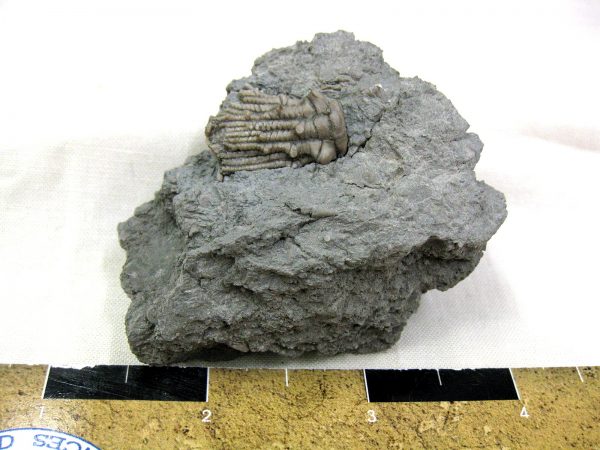 Kentucky Tholocrinus Crinoid #10