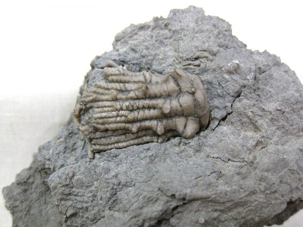 Kentucky Tholocrinus Crinoid #10 - Image 2