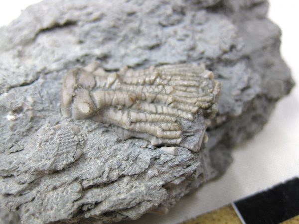 Kentucky Tholocrinus Crinoid #10 - Image 5