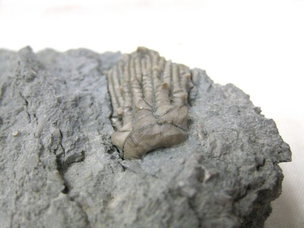 Kentucky Tholocrinus Crinoid #10 - Image 4