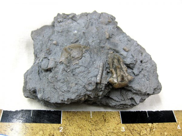 Kentucky Tholocrinus Crinoid #12