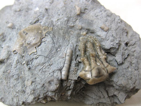 Kentucky Tholocrinus Crinoid #12 - Image 2