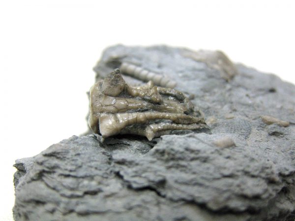 Kentucky Tholocrinus Crinoid #12 - Image 5