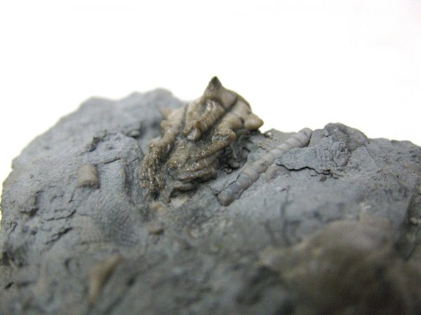 Kentucky Tholocrinus Crinoid #12 - Image 4