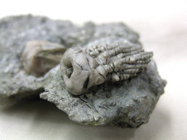 Kentucky Tholocrinus Crinoid #14 - Image 5