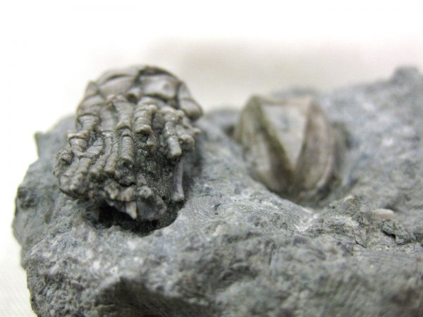 Kentucky Tholocrinus Crinoid #14 - Image 4