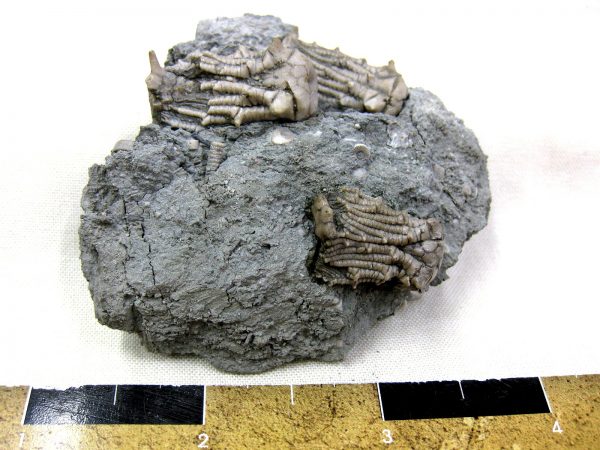 Kentucky Tholocrinus Crinoid #16