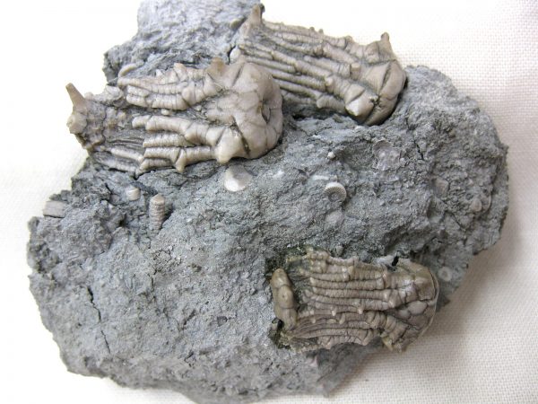 Kentucky Tholocrinus Crinoid #16 - Image 2