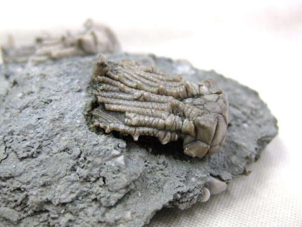 Kentucky Tholocrinus Crinoid #16 - Image 7