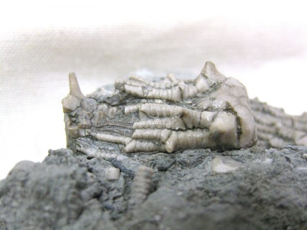 Kentucky Tholocrinus Crinoid #16 - Image 6