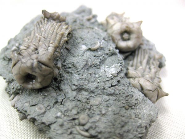 Kentucky Tholocrinus Crinoid #16 - Image 3