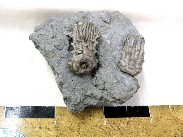 Kentucky Tholocrinus Crinoid #18