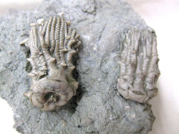 Kentucky Tholocrinus Crinoid #18 - Image 2