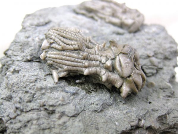 Kentucky Tholocrinus Crinoid #18 - Image 7