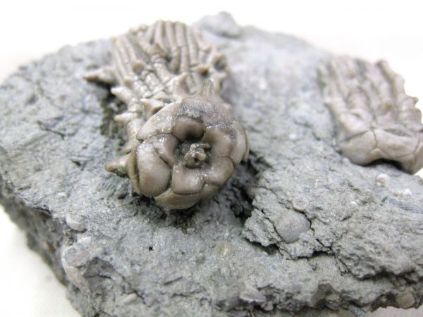 Kentucky Tholocrinus Crinoid #18 - Image 6