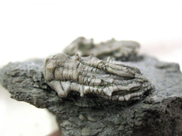 Kentucky Tholocrinus Crinoid #18 - Image 5