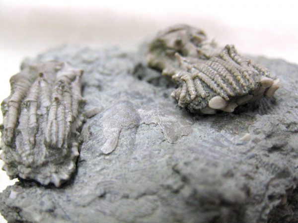 Kentucky Tholocrinus Crinoid #18 - Image 4