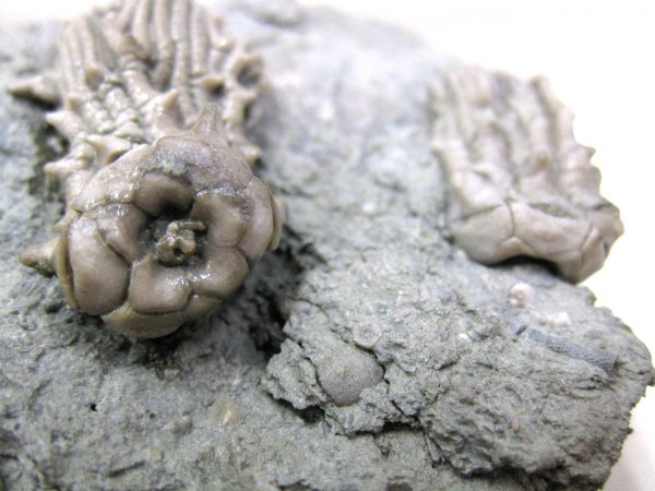 Kentucky Tholocrinus Crinoid #18 - Image 3