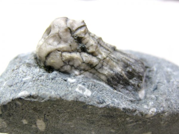 Kentucky Tholocrinus Crinoid #1 - Image 2