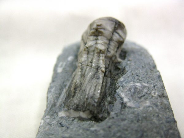 Kentucky Tholocrinus Crinoid #1 - Image 5