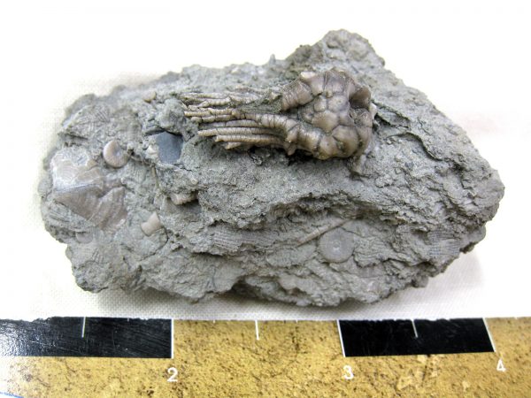 Kentucky Tholocrinus Crinoid #20