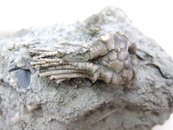 Kentucky Tholocrinus Crinoid #20 - Image 2