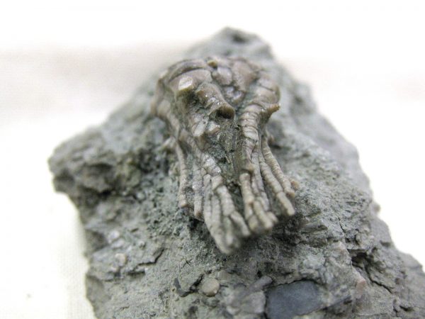 Kentucky Tholocrinus Crinoid #20 - Image 5